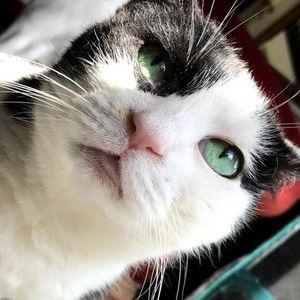 Meet your Posher, Lea